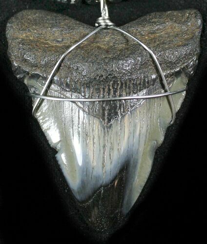 Juvenile Megalodon Tooth Necklace #27063